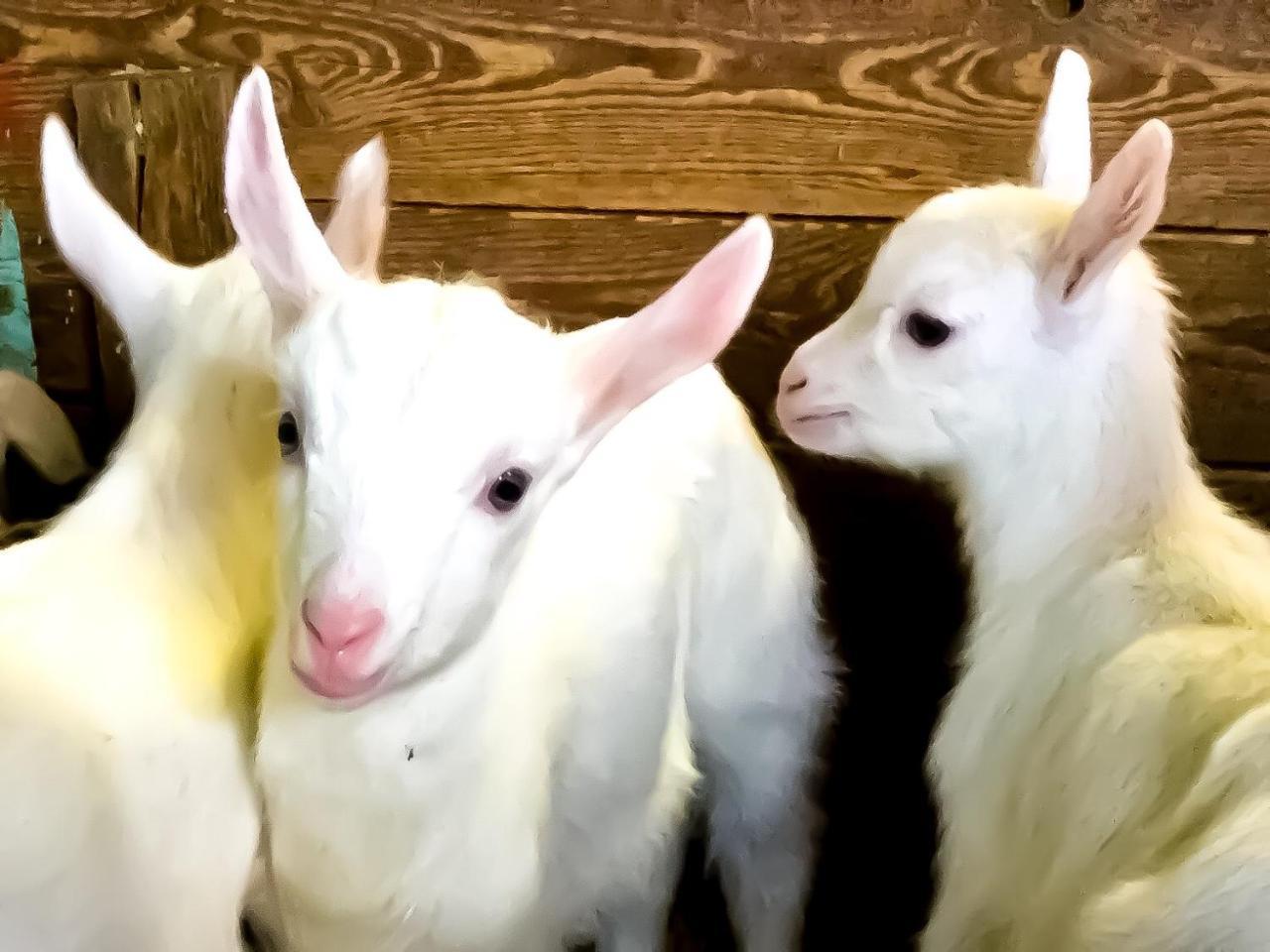 Agriturismo B&B Chevres A Cheval 카르벤소드 외부 사진